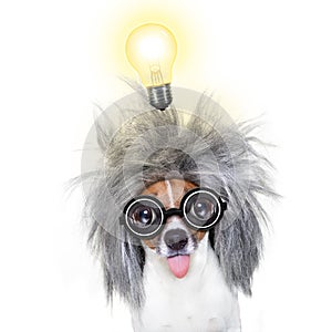 Intelligent smart dog with an idea