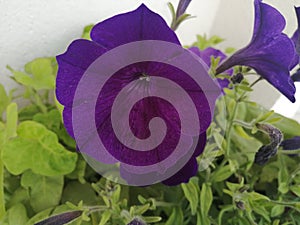 Intens violet flower spring