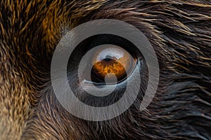 Intense Bear eye closeup macro. Generate Ai