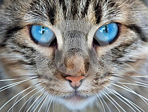 Intense Blue Cat Eyes