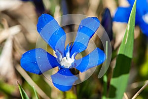 Intense blue flower of gentiana kurzblÃ¤ttriger enzian with white corolla