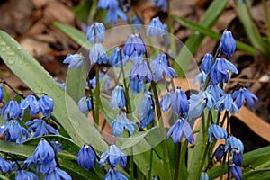 Intense blue of scillas vibrant after spring rain