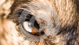 Intense Canine Dog Wolf Animal Eye Pupil Unique Color