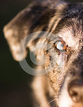 Intense Canine Dog Wolf Animal Eye Unique Color