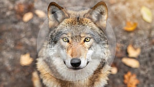 Intense Close Up of a Wolf Staring Into the Camera. Generative AI