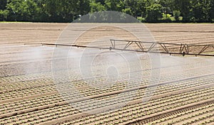 Intense cultivation of salad with the large sprinkler device for irrigating the field d