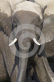 Intense eyes of charging bull elephant photo