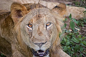 Intense eyes of a young lion in Bannerghatta national park