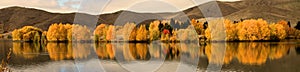 Intense golden foliage along a lakeside near Twizel, South Island, New Zealand