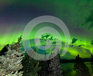 Intense green Aurora borealis over boreal forest