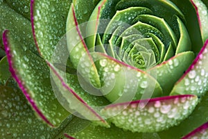 Intense green echevaria succulent after a rare rain