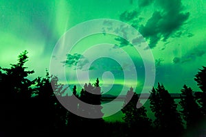 Intense green northern lights over boreal forest