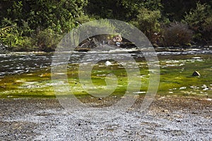 Intense green at the shores of the Waimangu Stream