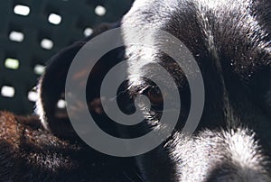 Intense look in close focus of black dog called lupita