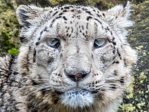 Intense look of a snow leopard