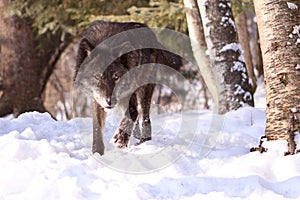 An intense look of wolf hunting in the snow