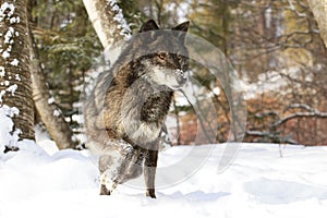 Intense looking black timber wolf