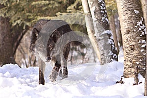 Intense looking black timber wolf hunting