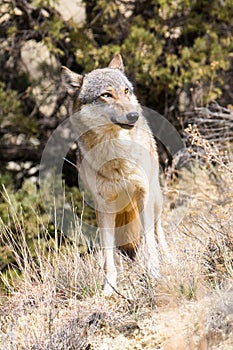 Intense looking female wolf