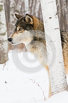 Intense looking timber wolf