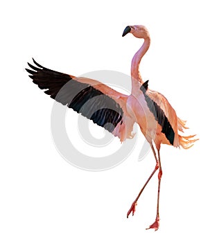 Intense pink one flamingo with spread wings