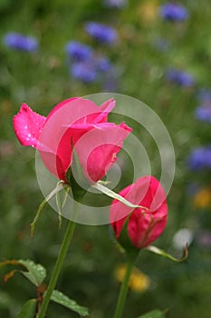 Intense pink rose buds in watercolor garden