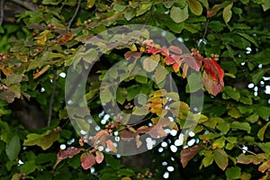 Intense red and green  leaves of the Persian Ironwood Parrotia persica