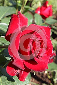 Intense red rose