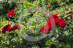 Intense red roses in a sunlit garden background