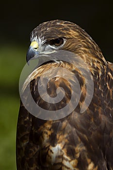 Intense Red-Tailed Hawk (Buteo jamaicensis)