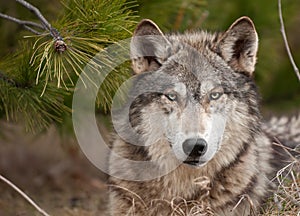 Intenzivní dřevo vlk (psovité šelmy) sedí borovice 