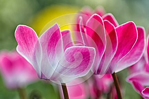 Intensely blooming cyclamen with a complementary color spot