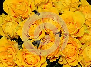 Intensely yellow roses big bouquet