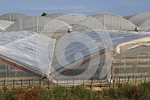 Intensive crop agriculture - row of glasshouses with vegetable Sicily, Italy. Method organization of industrialized production