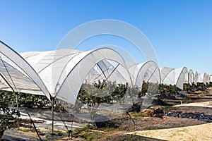 Intensive cultivation  of blueberries with plastic-covered crops. Full of greenhouses cultivation in Huelva, Andalusia, Spain