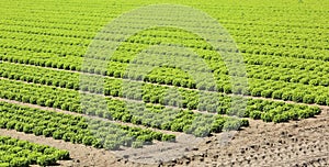 Intensive cultivation of fresh green lettuce in the very fertile