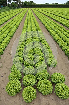 Intensive cultivation of green lettuce