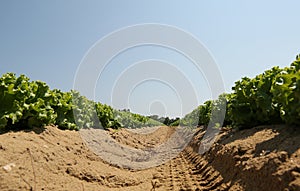 Intensive cultivation of green lettuce with sandy soil ideal for