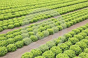 intensive cultivation of lettuce in the cultivated field with sa