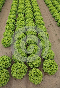 Intensive cultivation of lush green lettuce in the cultivated fi