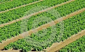 Intensive cultivation of salad in agricultural area 8