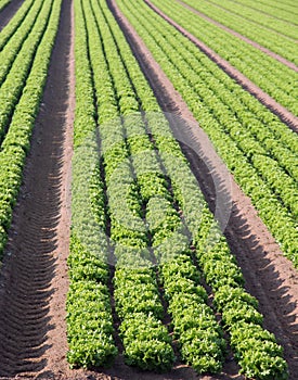 Intensive cultivation of salad in Northern Italy with vegetable