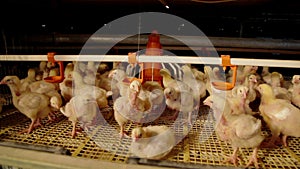 Intensive factory farming of chicks broiler houses