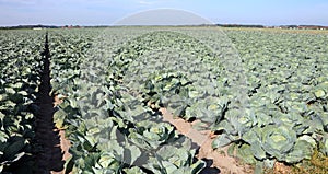 Intensive farming green cabbages in northern Europe in the summe