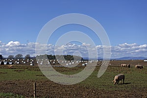 Intensive Free Range Pig Farming, with Sows grazing on the Grass and Mud of the Fields