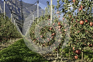 Intensive Fruit Production or Orchard with Crop Protection Nets in South Tyrol, Italy. Apple orchard of variety