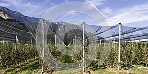 Intensive Fruit Production or Orchard with Crop Protection Nets in South Tyrol, Italy. Apple orchard of variety