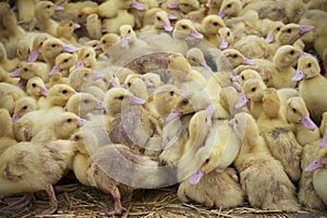 Intensive Livestock, Industrial Farming photo