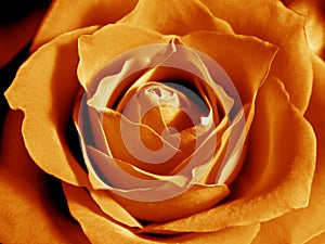 Intensive orange rose