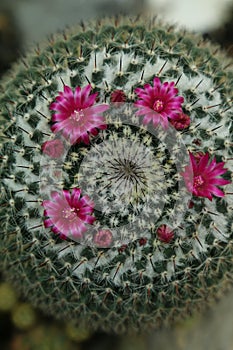 Intensive purple flowers of the mamillaria cactus